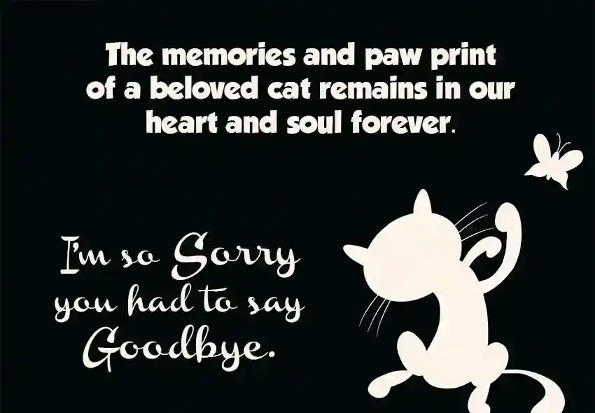 Cat Sympathy Quotes
