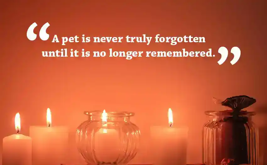 Condolences Quotes for Loss of Pet